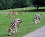 zoo-safari