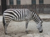 zoo-zebra